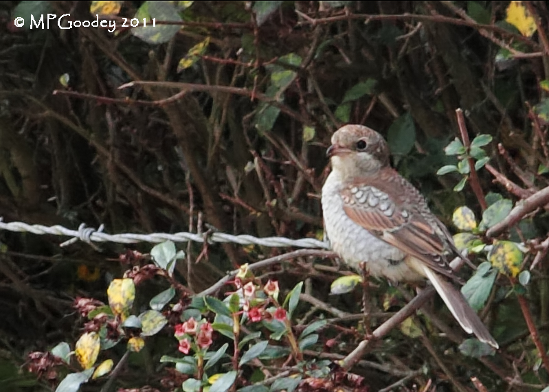 Woodchat Shrike