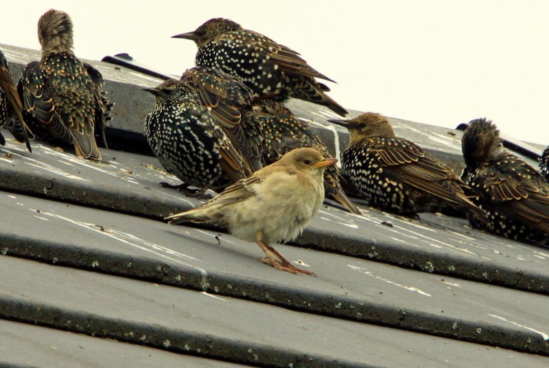 Rose-coloured Starling