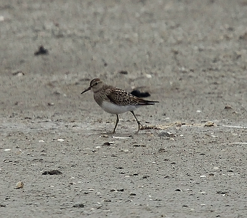 Pectoral Sandpiper