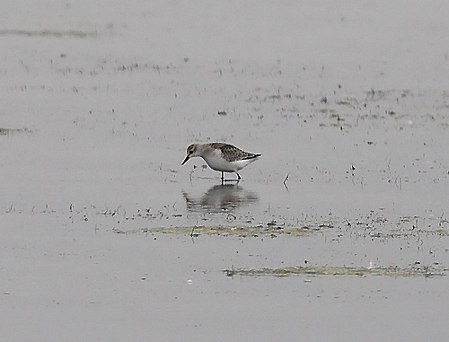 Semipalmated Sandpiper