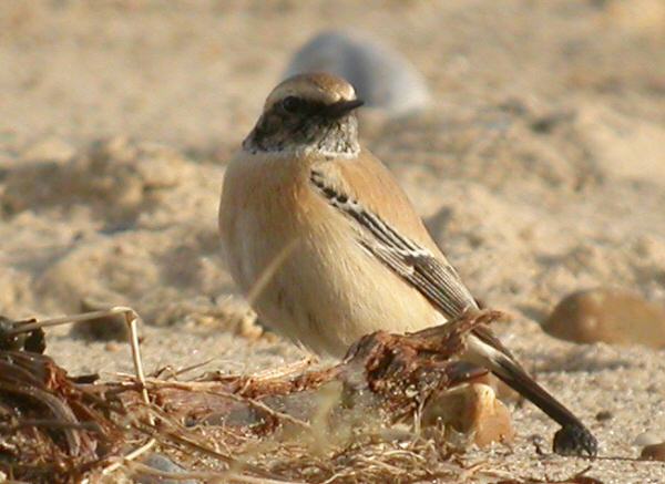 Desert Wheatear
