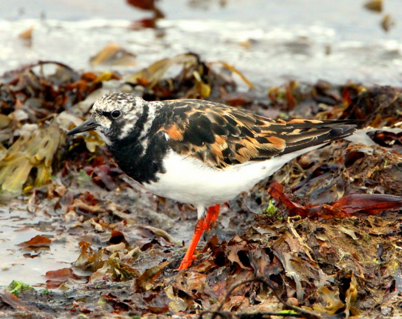 Turnstone