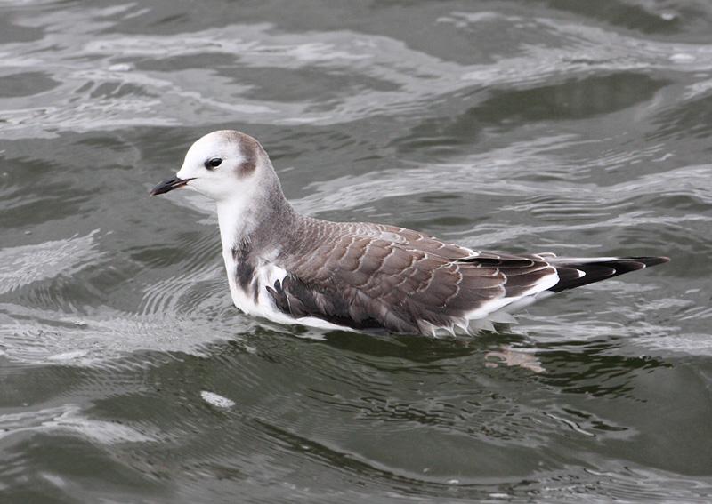 Sabine's Gull