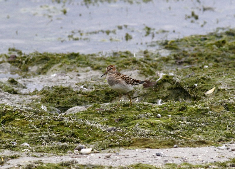 Pectoral Sandpiper