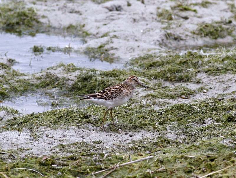 Pectoral Sandpiper