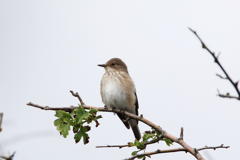 Spotted Flycatcher