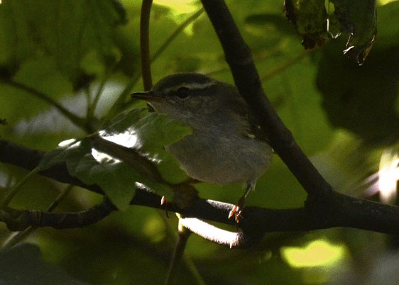 Arctic Warbler