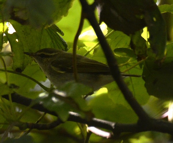 Arctic Warbler