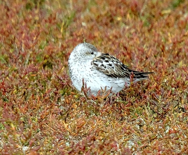 White-rumped Sandpiper