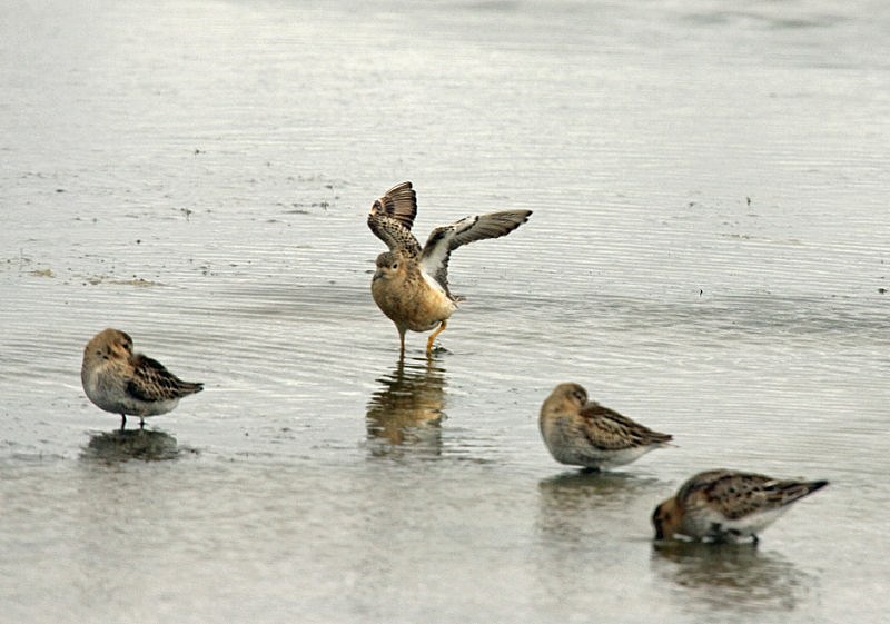 Buff-breasted Sandpiper