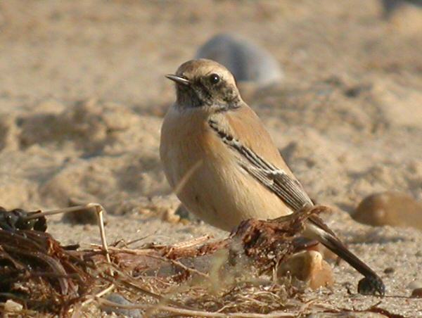 Desert Wheatear