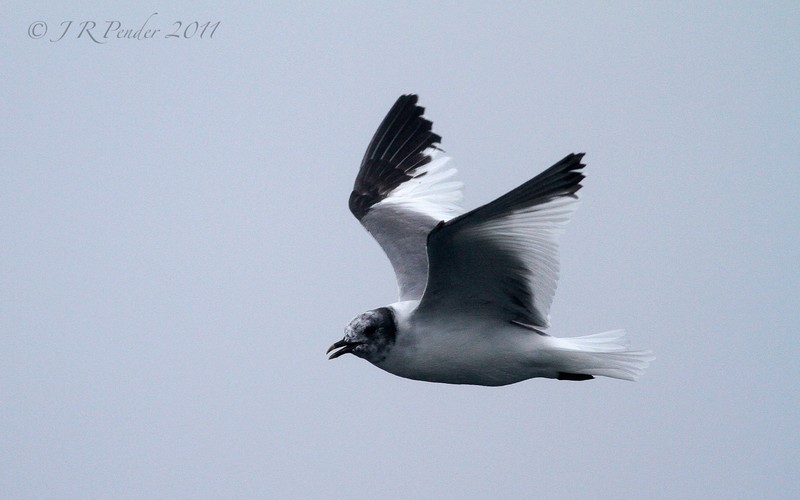 Sabine's Gull