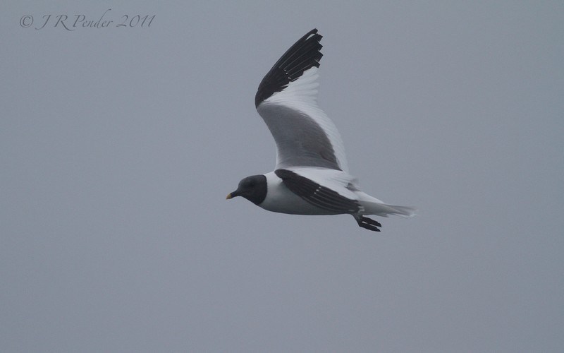 Sabine's Gull