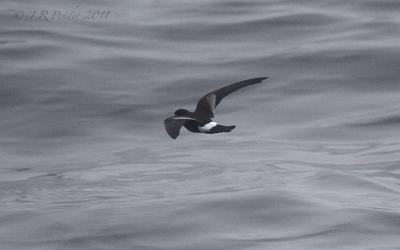 Wilson's Petrel