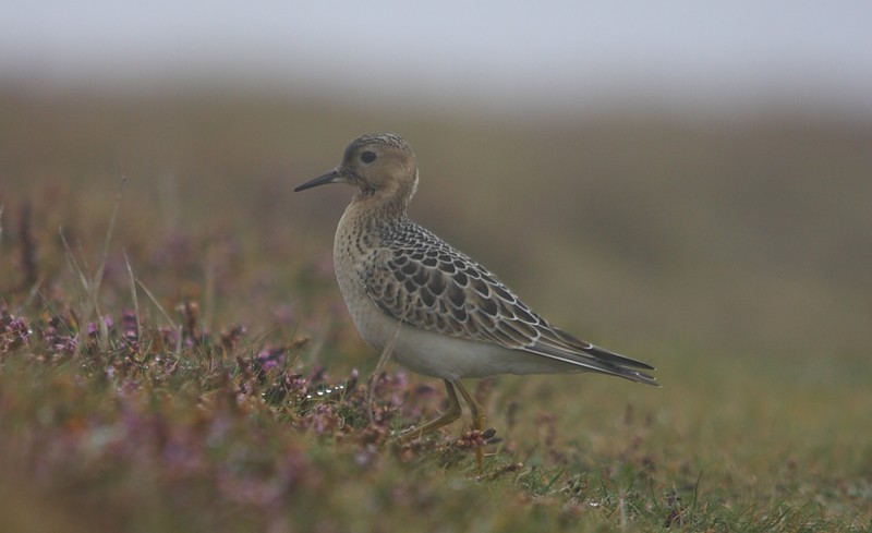 Buff-breasted Sandpiper