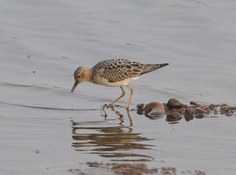 Buff-breasted Sandpiper