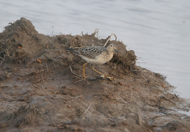 Buff-breasted Sandpiper