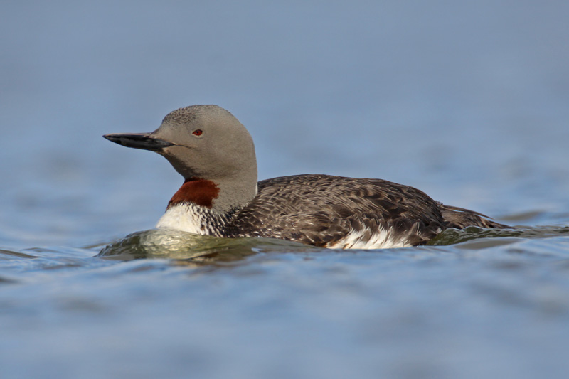 Red-throated Diver