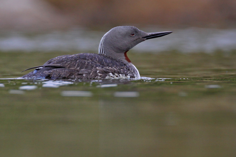 Red-throated Diver