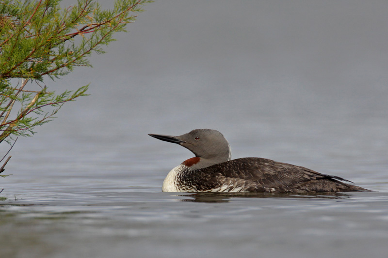 Red-throated Diver