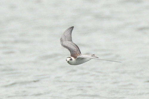White-winged Black Tern