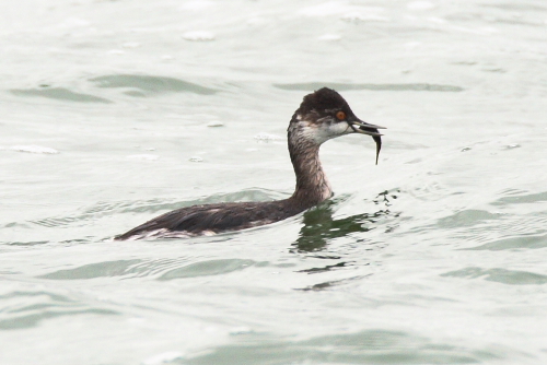Black-necked Grebe