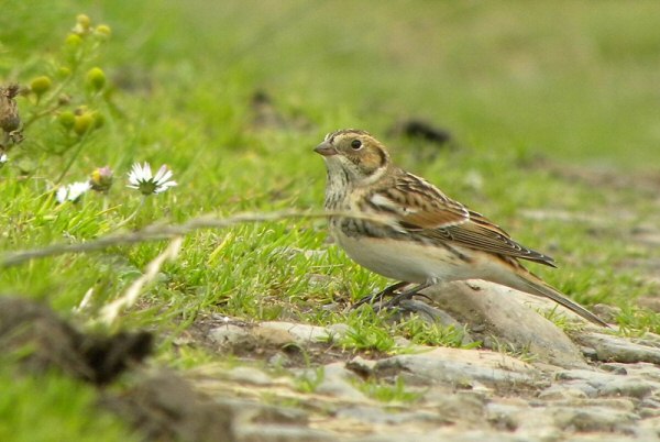 Lapland Bunting