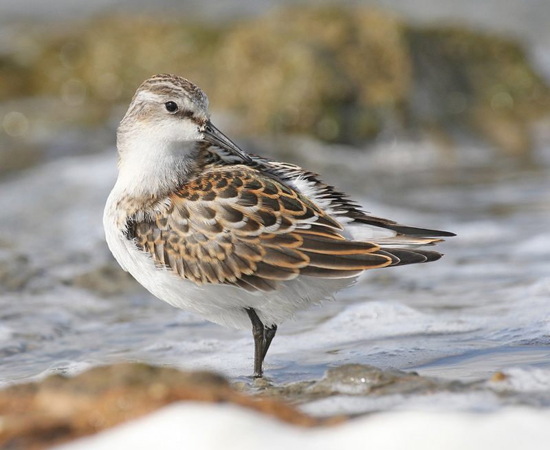 Little Stint