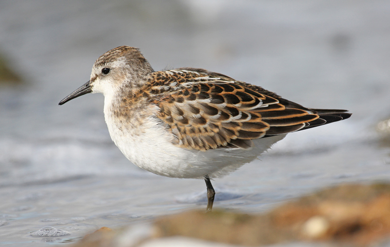 Little Stint