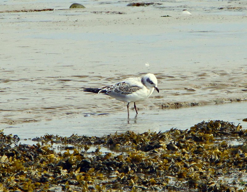 Mediterranean Gull