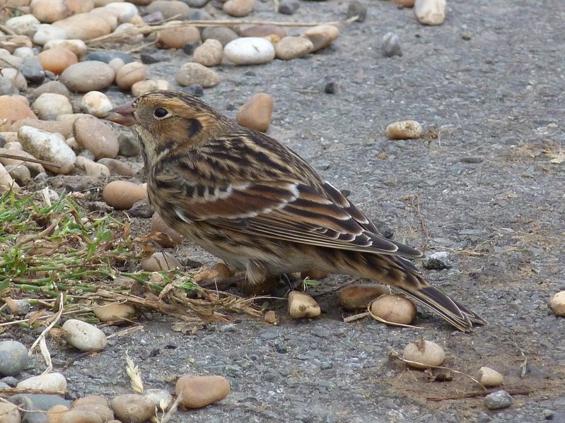 Lapland Bunting