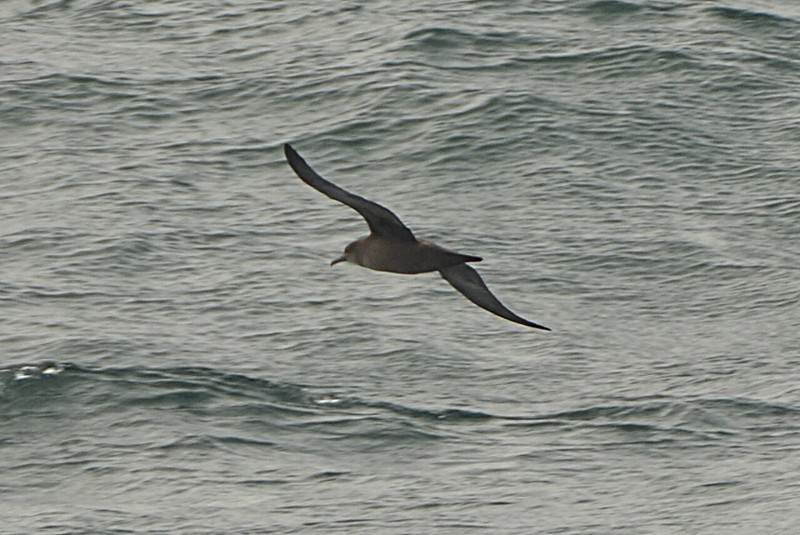Sooty Shearwater