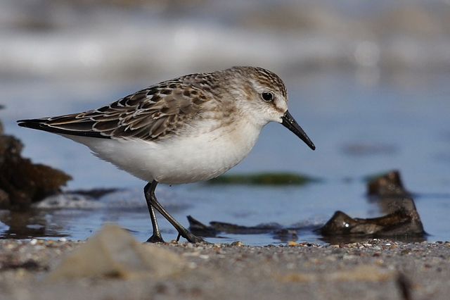 Semipalmated Sandpiper