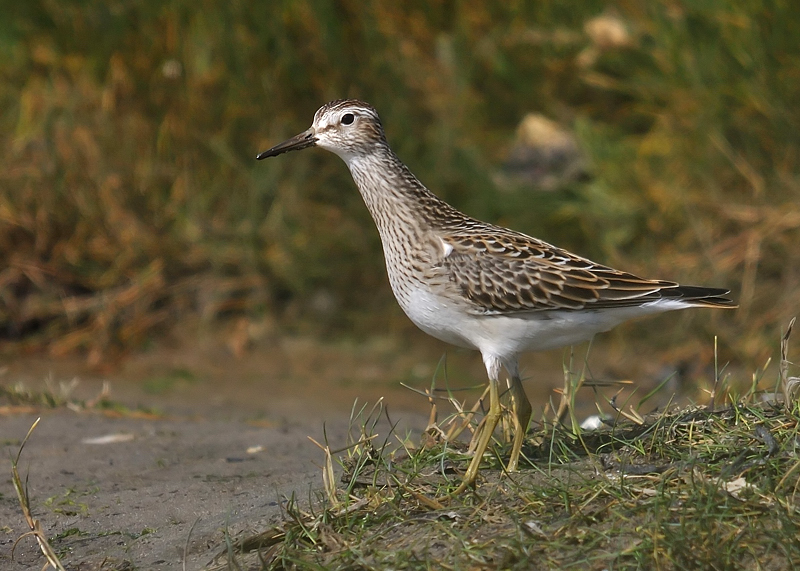 Pectoral Sandpiper