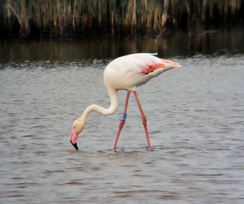 Greater Flamingo