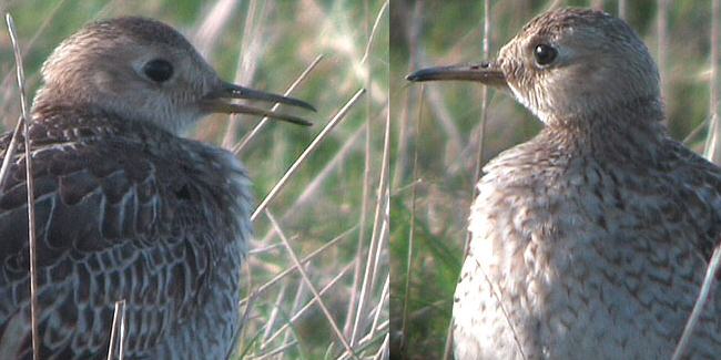 Upland Sandpiper