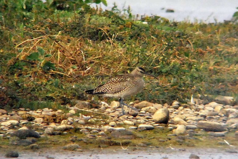 Whimbrel
