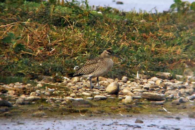 Whimbrel