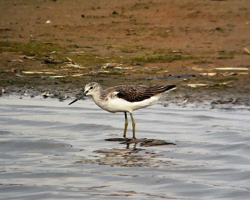 Greenshank
