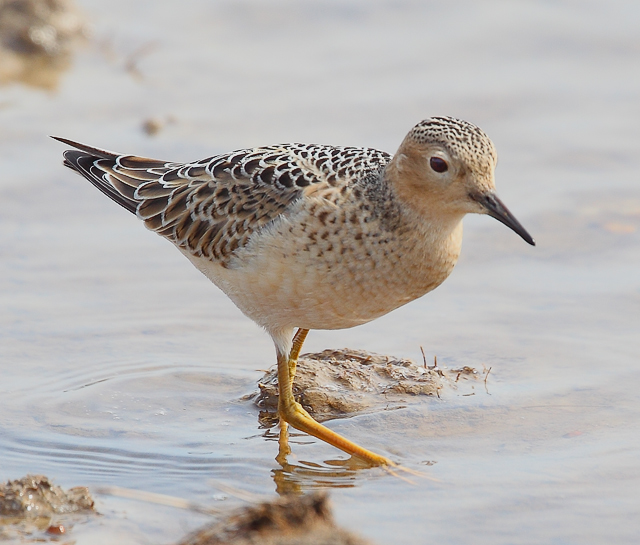 Buff-breasted Sandpiper