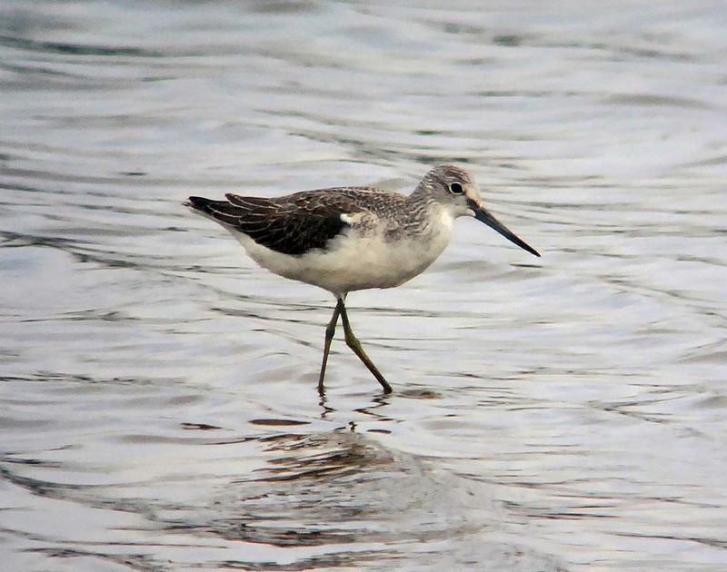 Greenshank