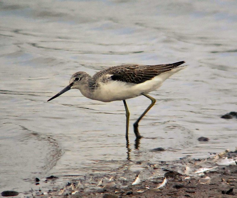 Greenshank