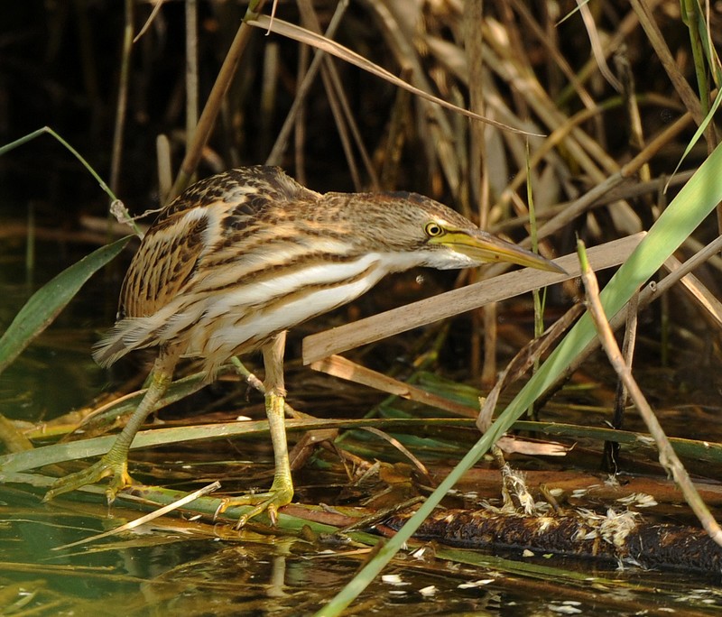 Little Bittern
