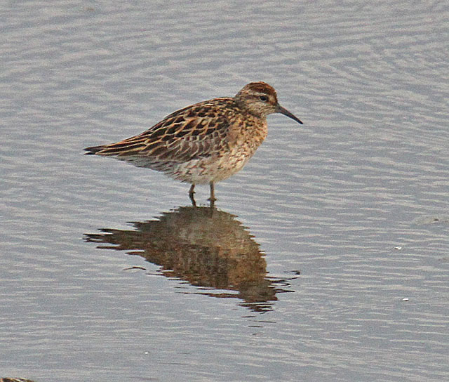 Sharp-tailed Sandpiper