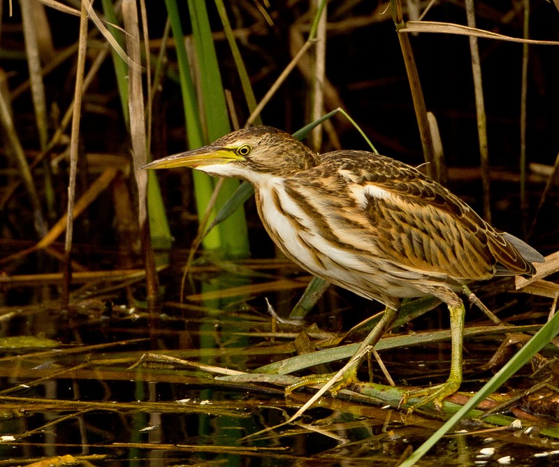 Little Bittern