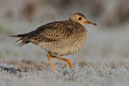 Upland Sandpiper