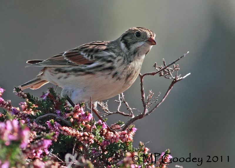 Lapland Bunting