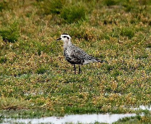 American Golden Plover