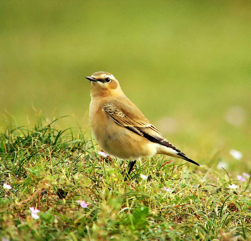 Wheatear
