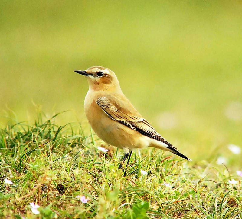 Wheatear